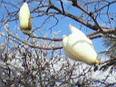 e0022155_0294282.jpg
