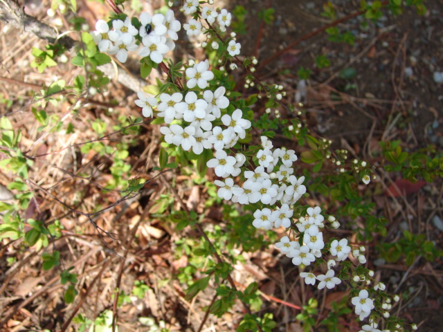 b0061261_21552125.jpg