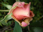 d0065364_22422699.jpg