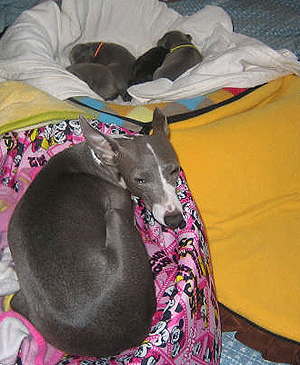 c0012571_1819526.gif