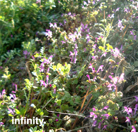 c0069552_2011343.jpg