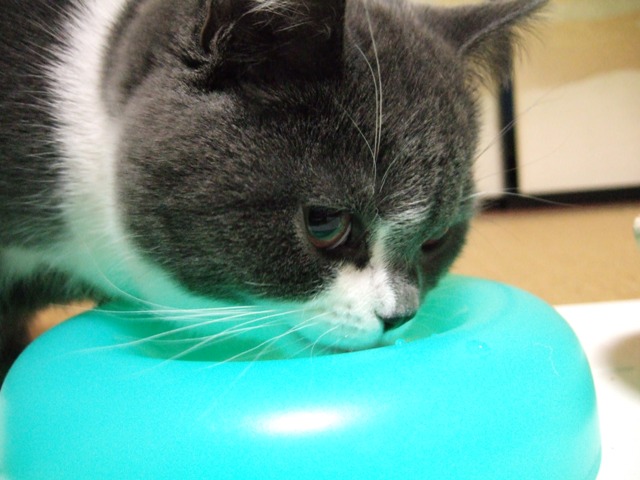 f0032020_1437189.jpg