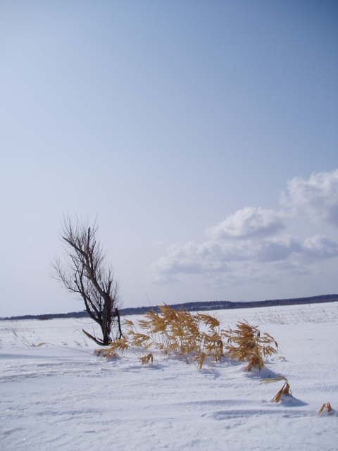 d0018763_11434131.jpg