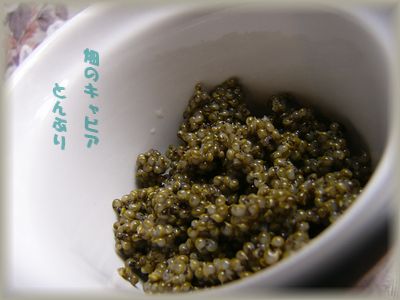 f0079289_1429196.jpg