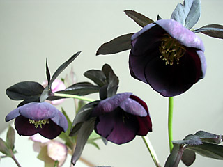 f0051194_9152689.jpg