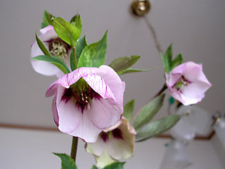 f0051194_916164.jpg