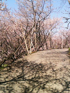 b0019820_21255559.jpg
