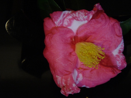 c0072432_1941893.jpg