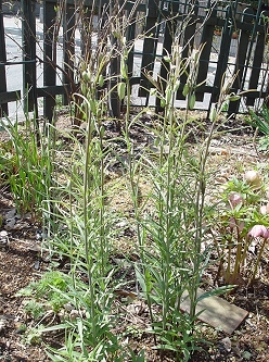 f0060535_2091523.jpg