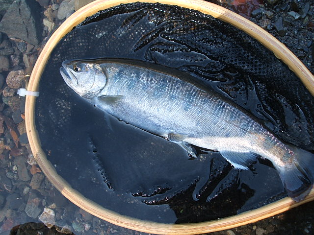 f0035443_19503265.jpg