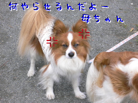 d0013149_22251916.jpg