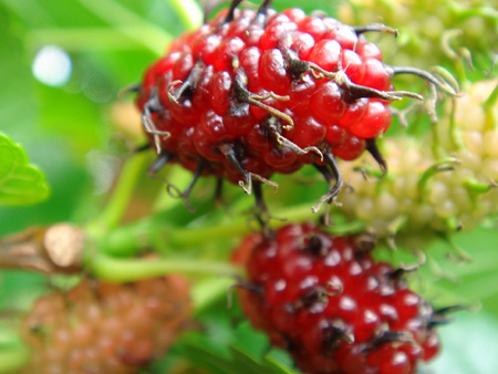 b0049152_12412516.jpg