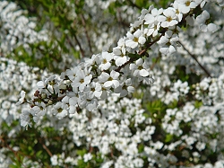 b0044663_14522616.jpg
