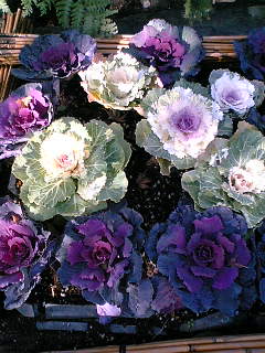 f0083400_0161256.jpg