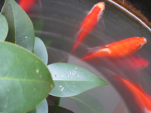 f0083400_1328156.jpg