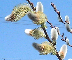 f0060424_10341056.jpg