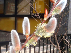 f0060424_9451797.jpg