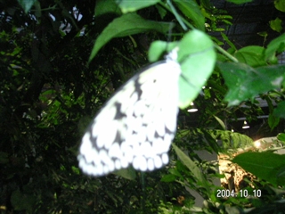 a0060339_17524728.jpg