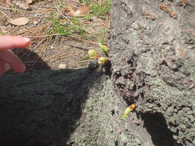 e0085543_164579.jpg