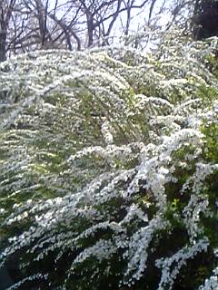 b0060450_15573138.jpg