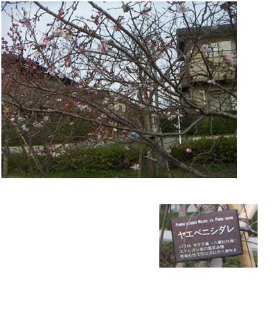 e0018604_17284741.jpg