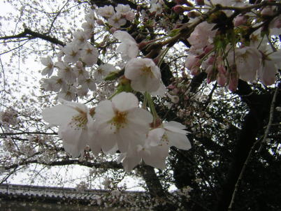 c0023545_23505815.jpg