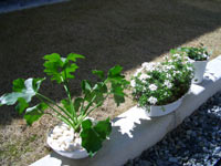 c0051759_1835655.jpg