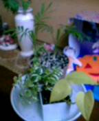 f0074659_2193166.jpg