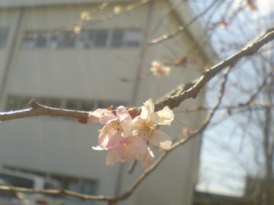 c0050264_2175779.jpg