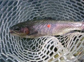 d0026200_114347.jpg