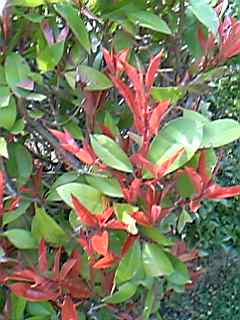 e0087443_21563571.jpg