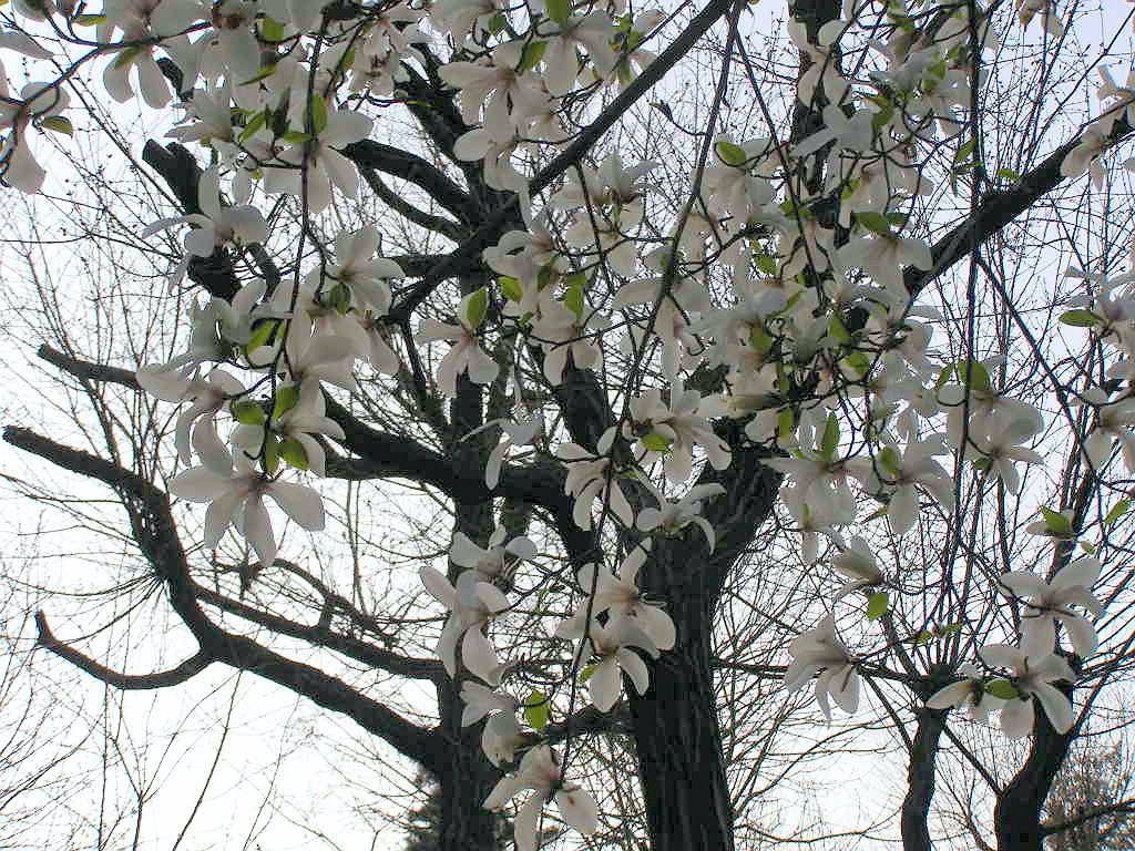e0064158_0494946.jpg