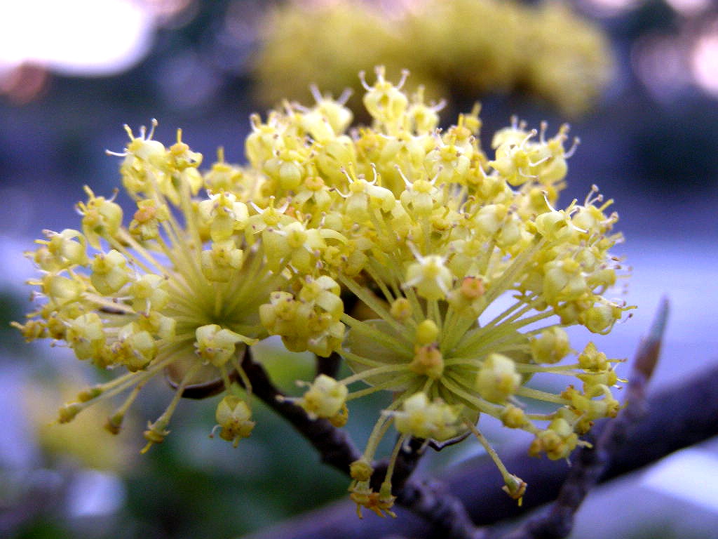 e0064158_155020.jpg