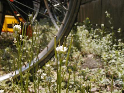 c0064161_1124776.jpg