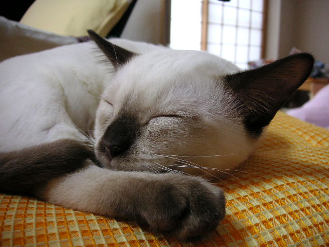 e0007273_2291785.jpg