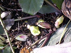 f0051194_15372864.jpg