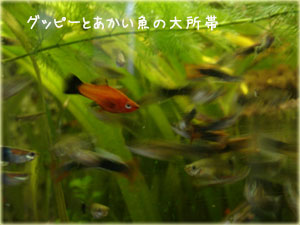 a0034198_20211238.jpg