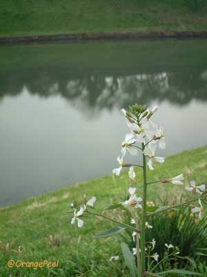 f0088032_23485361.jpg