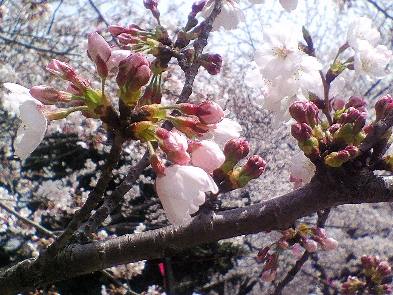 b0021251_12185270.jpg