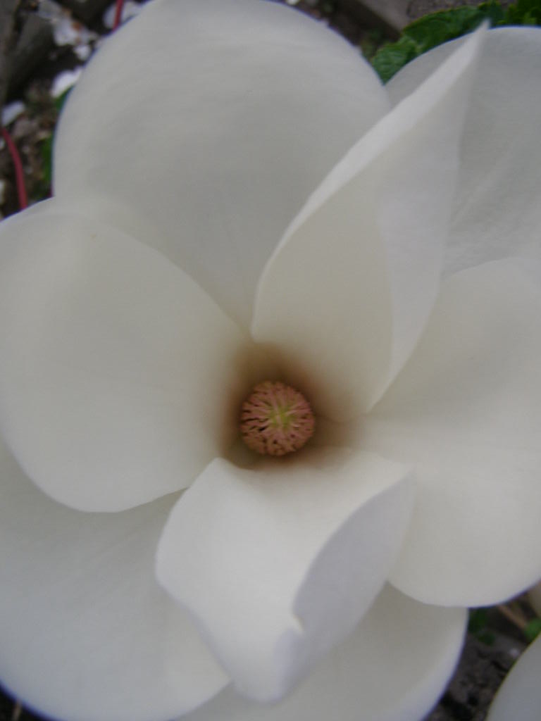 e0064158_052453.jpg