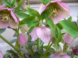 a0063364_9544958.jpg
