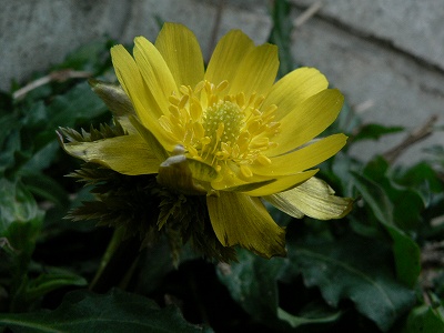 d0009689_7314696.jpg