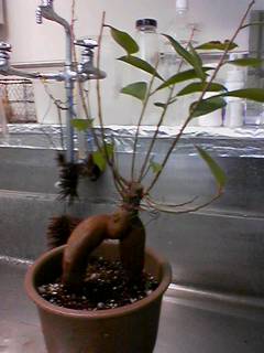 c0056218_2572729.jpg