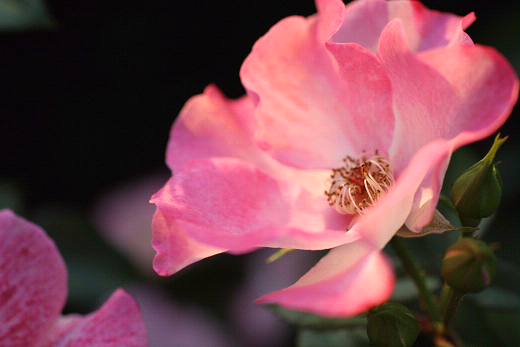 a0035442_13281292.jpg