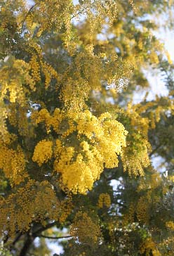 e0086148_2242649.jpg