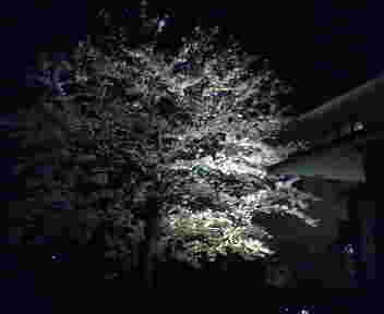 a0044456_2054822.jpg