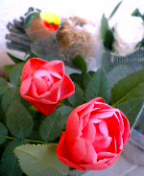 f0074659_1726130.jpg
