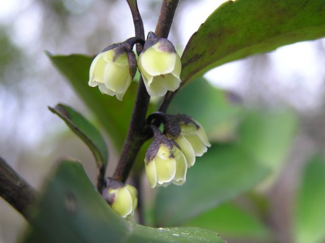 c0042869_21145413.jpg