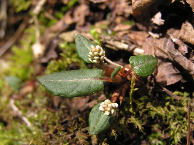 c0042869_2116561.jpg