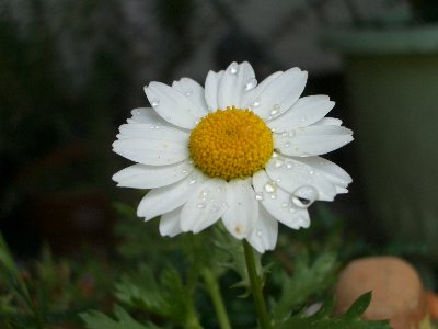 b0061107_639455.jpg
